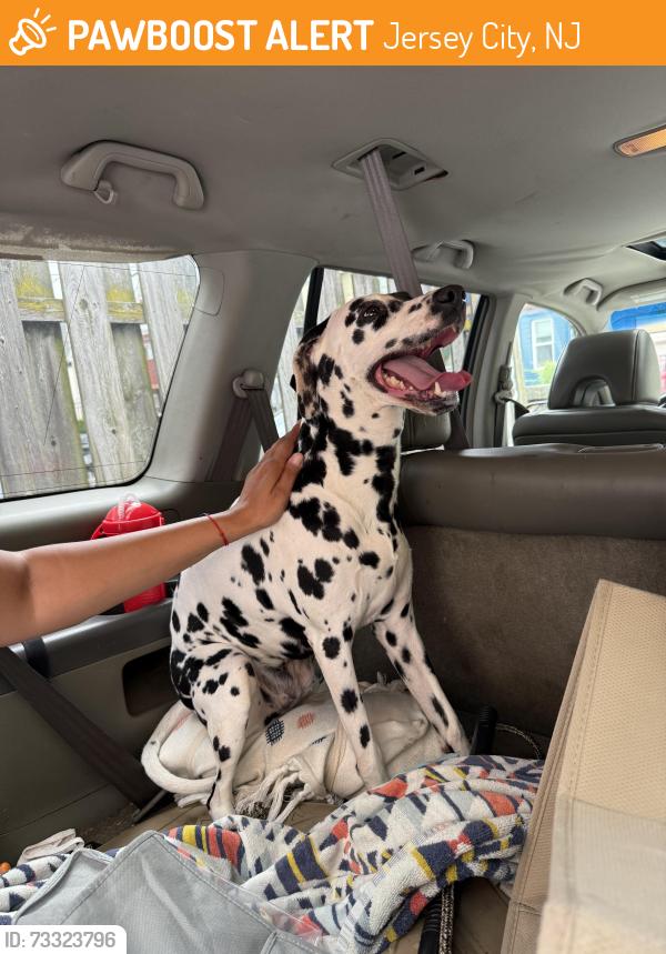 Found/Stray Female Dog last seen Near Atlantic st. Jersey city, Jersey City, NJ 07304