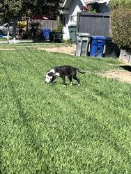 Reunited Unknown Dog last seen Carriebee Ct and Yucca, North Highlands, CA 95660