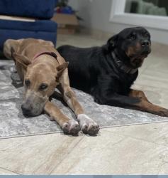 Lost Female Dog last seen Clay rd, Houston, TX 77084