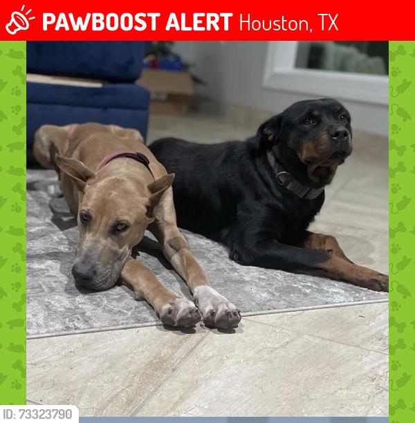 Lost Female Dog last seen Clay rd, Houston, TX 77084