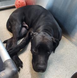 Shelter Stray Male Dog last seen Near Manchester, WATERFORD, MI, 48327, 1200 N Telegraph Building 42E, Pontiac, MI 48340, USA