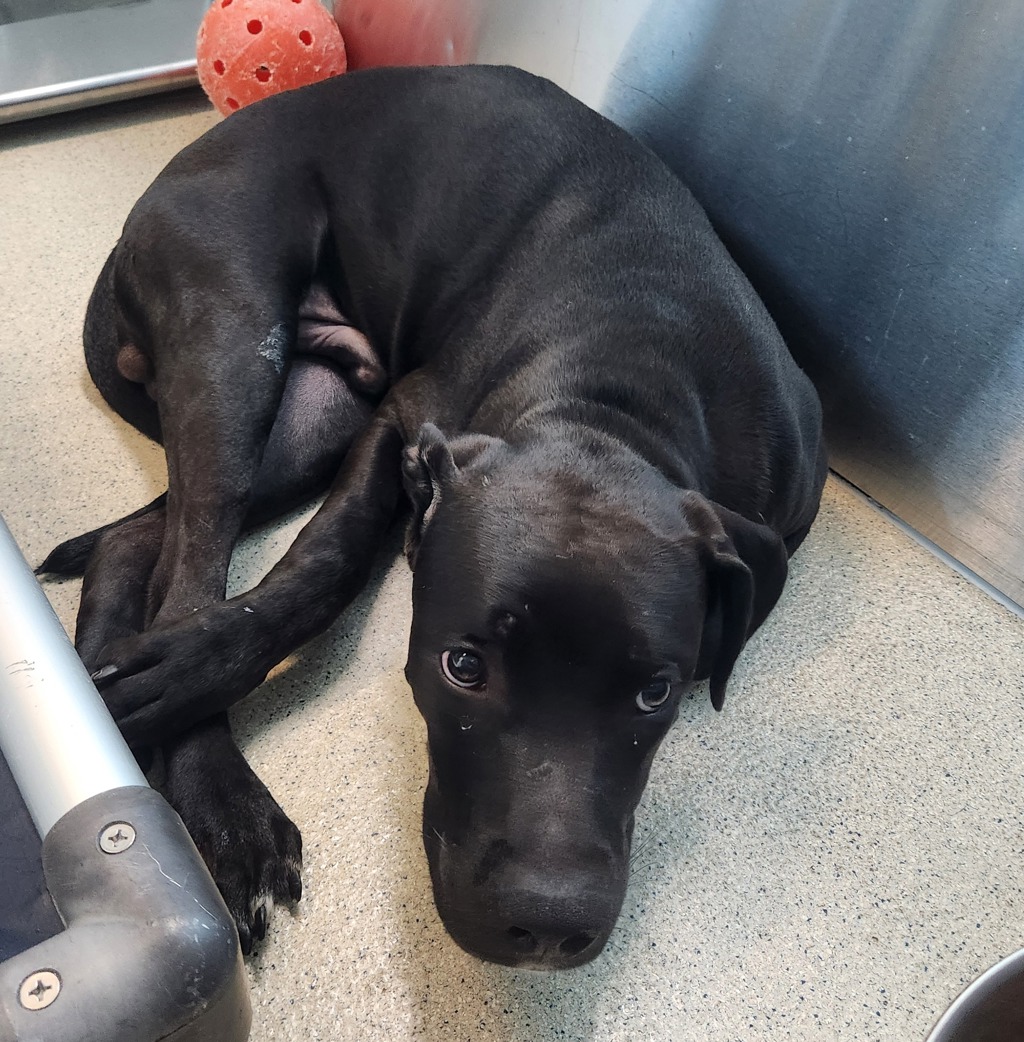 Shelter Stray Male Dog last seen Near Manchester, WATERFORD, MI, 48327, 1200 N Telegraph Building 42E, Pontiac, MI 48340, USA