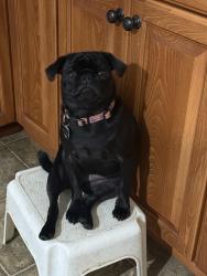 Lost Female Dog last seen Riverbend, New Bern, NC 28562