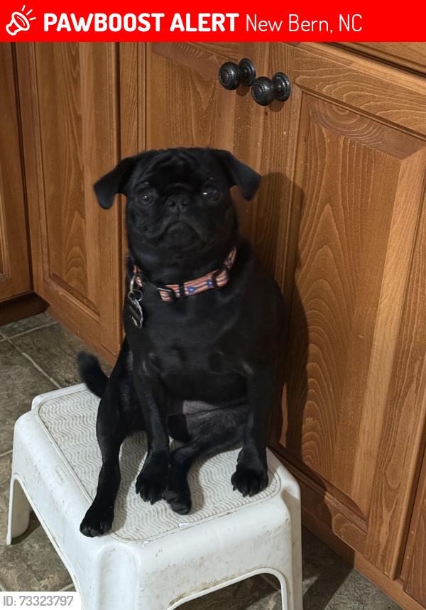 Lost Female Dog last seen Riverbend, New Bern, NC 28562