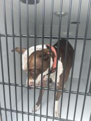 Shelter Stray Female Dog last seen Near Bonney Road, VIRGINIA BEACH, VA, 23452, 341 S Birdneck Rd, Virginia Beach, VA 23451, USA