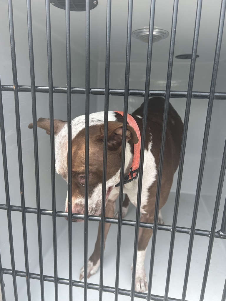 Shelter Stray Female Dog last seen Near Bonney Road, VIRGINIA BEACH, VA, 23452, 341 S Birdneck Rd, Virginia Beach, VA 23451, USA