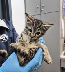 Shelter Stray Female Cat last seen Near Baker Avenue, BRONX, NY, 10467, 326 E 110th St, New York, NY 10029, USA