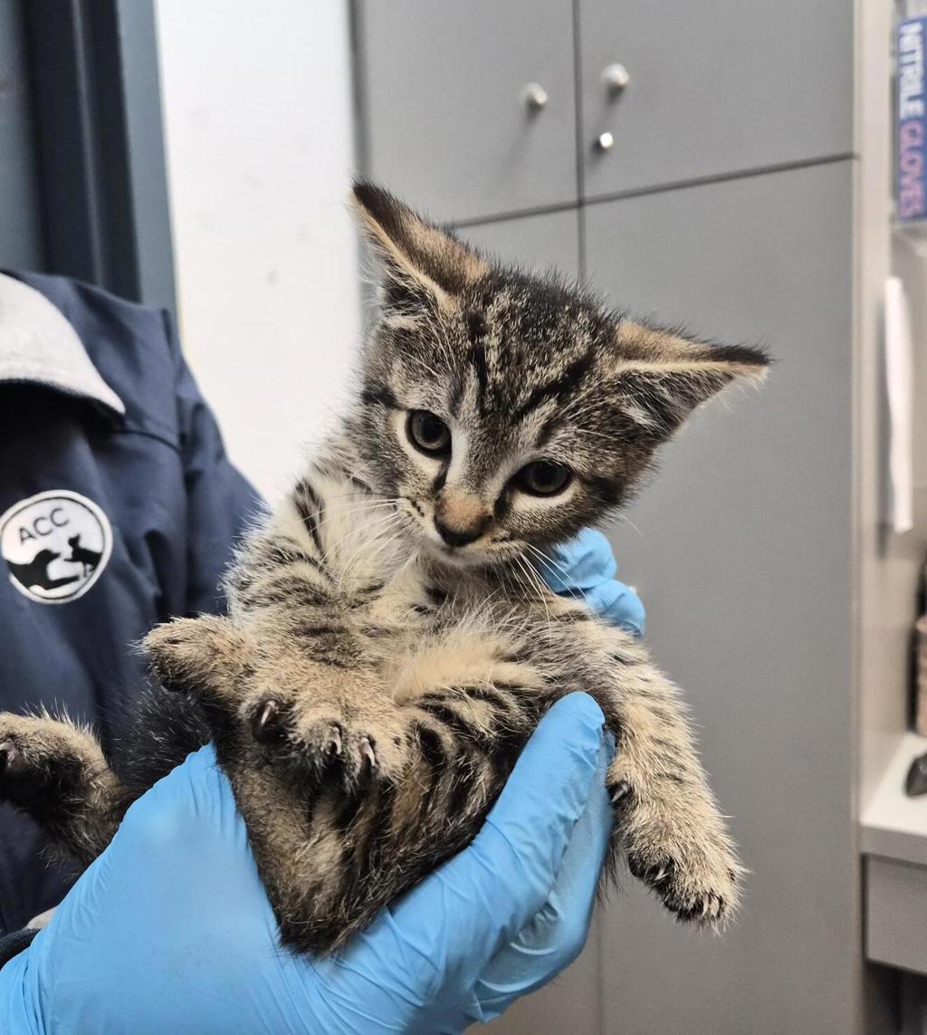 Shelter Stray Female Cat last seen Near Baker Avenue, BRONX, NY, 10467, 326 E 110th St, New York, NY 10029, USA