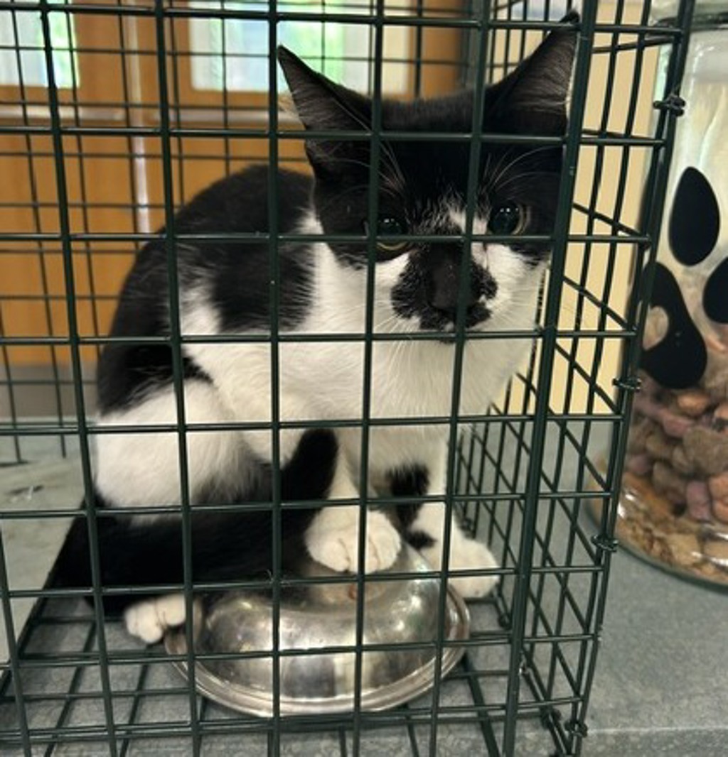 Shelter Stray Unknown Cat last seen Ocean Trace, VIRGINIA BEACH, VA, 23451, 341 S Birdneck Rd, Virginia Beach, VA 23451, USA