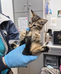 Shelter Stray Male Cat last seen Near Baker Avenue, BRONX, NY, 10467, 326 E 110th St, New York, NY 10029, USA