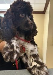 Shelter Stray Male Dog last seen London Bridge Road, VIRGINIA BEACH, VA, 23456, 341 S Birdneck Rd, Virginia Beach, VA 23451, USA