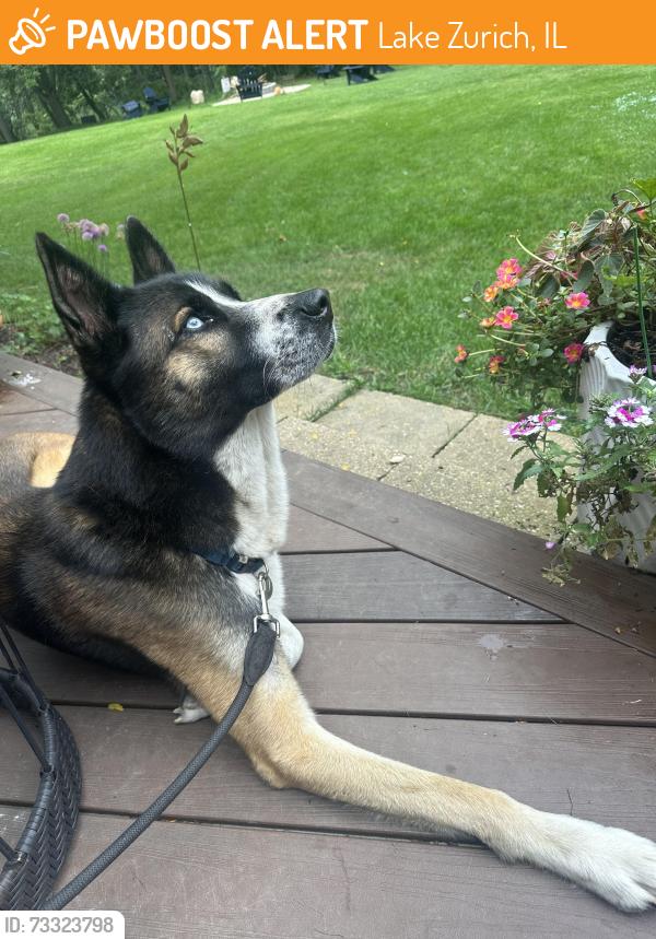Found/Stray Male Dog last seen Kruger and 22, Lake Zurich, IL 60047