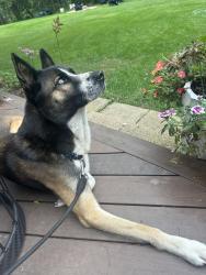 Found/Stray Male Dog last seen Kruger and 22, Lake Zurich, IL 60047