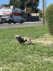 Reunited Female Dog last seen Carriebee Ct and Yucca, North Highlands, CA 95660