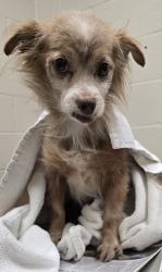 Shelter Stray Male Dog last seen Near Carlton Place, Santee, CA, 92071, El Cajon, CA 92020, USA