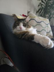 Lost Male Cat last seen Bridge and lancaster, Kitchener, ON N2K 1R9