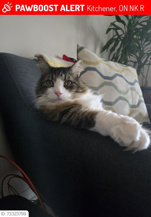 Lost Male Cat last seen Bridge and lancaster, Kitchener, ON N2K 1R9