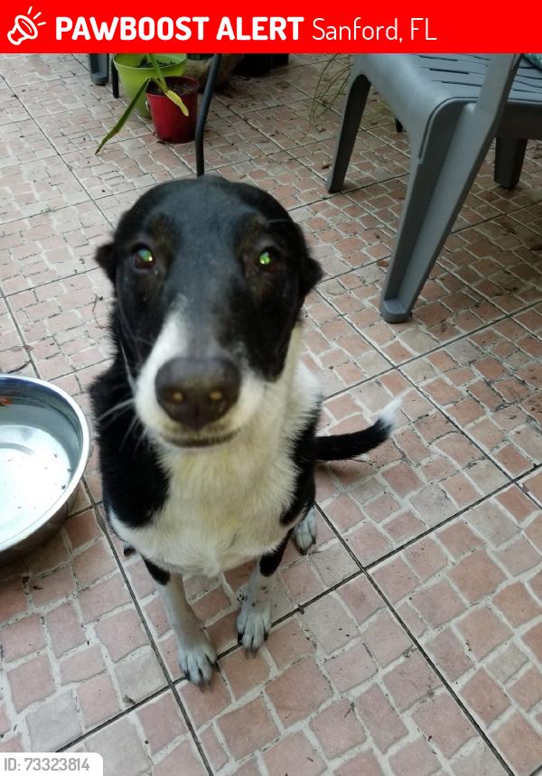 Lost Male Dog last seen 17-92, Sanford Middle School, Sanford, FL 32771