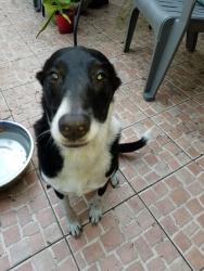 Lost Male Dog last seen 17-92, Sanford Middle School, Sanford, FL 32771