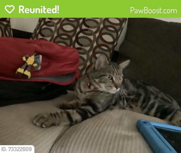 Reunited Male Cat last seen Powell middle school, Littleton, CO 80122