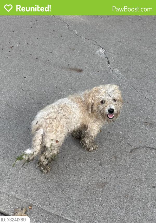 Reunited Male Dog last seen French Ridge Rd- Kearney MO, Kearney, MO 64060