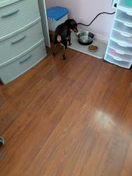 Reunited Male Dog last seen Newland Place and Northland Ln, Aberdeen NJ 07747, Aberdeen Township, NJ 07747