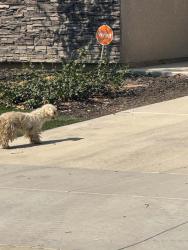 Found/Stray Unknown Dog last seen Farr Road, Visalia, CA 93291