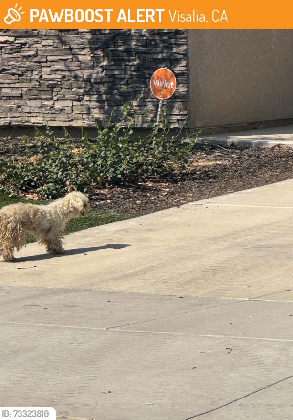 Found/Stray Unknown Dog last seen Farr Road, Visalia, CA 93291