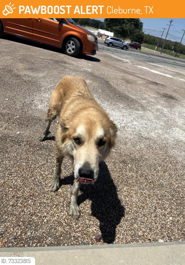Found/Stray Male Dog last seen Main st San Miguel Mexican grill, Cleburne, TX 76033