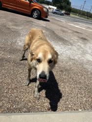 Found/Stray Male Dog last seen Main st San Miguel Mexican grill, Cleburne, TX 76033