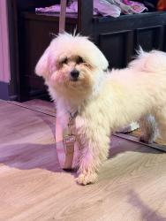 Found/Stray Male Dog last seen Dillard Access Rd, Lane County, OR 97405