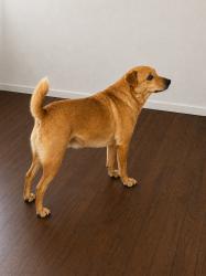 Reunited Male Dog last seen Around 44th & R 1/2, Galveston, TX 77550