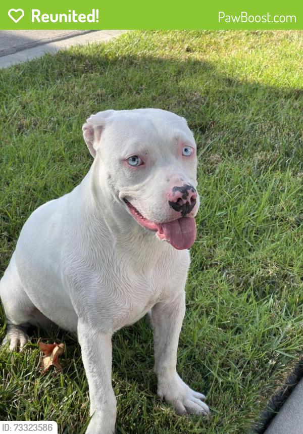 Reunited Female Dog last seen Willow/Palo Verde, Long Beach, CA 90815