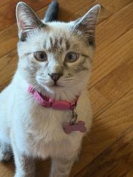Reunited Female Cat last seen 58th ave west t bone, Greeley, CO 80634