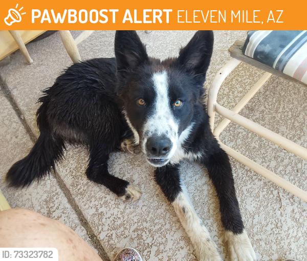 Found/Stray Male Dog last seen Val Vista / Pinal, ELEVEN MILE, AZ 85122