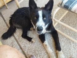 Found/Stray Male Dog last seen Val Vista / Pinal, ELEVEN MILE, AZ 85122