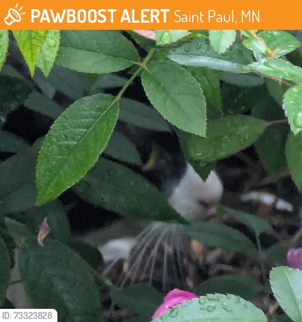 Found/Stray Unknown Cat last seen Juliet Ave and Macalester, Saint Paul, MN 55105