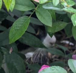 Found/Stray Unknown Cat last seen Juliet Ave and Macalester, Saint Paul, MN 55105
