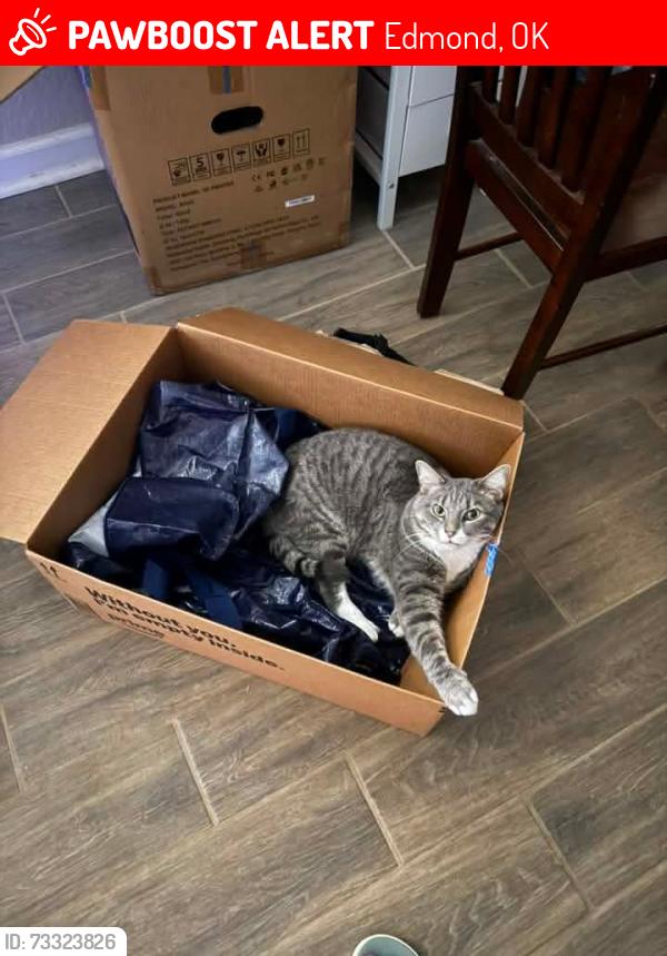 Lost Male Cat last seen 178th and Rockwell, Edmond, OK 73012