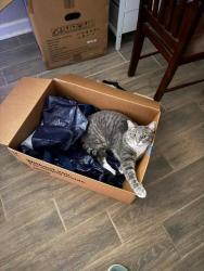 Lost Male Cat last seen 178th and Rockwell, Edmond, OK 73012
