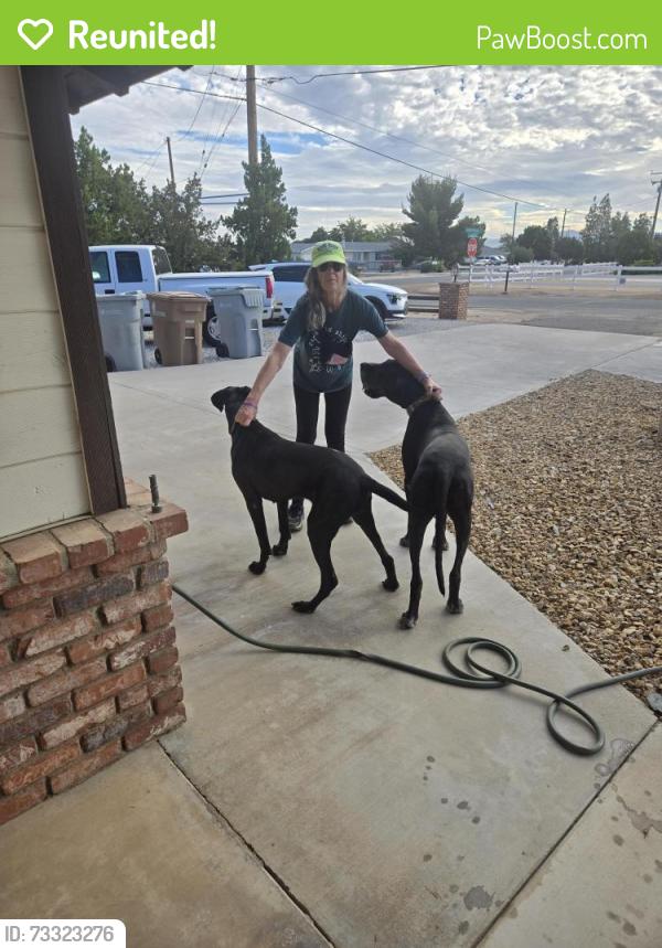 Reunited Male Dog last seen Seaforth and Hatings Ave. Hesperia, CA, Hesperia, CA 92345