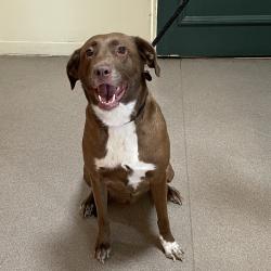 Shelter Stray Female Dog last seen , 361 S Raymond Ave, Pasadena, CA 91105, USA