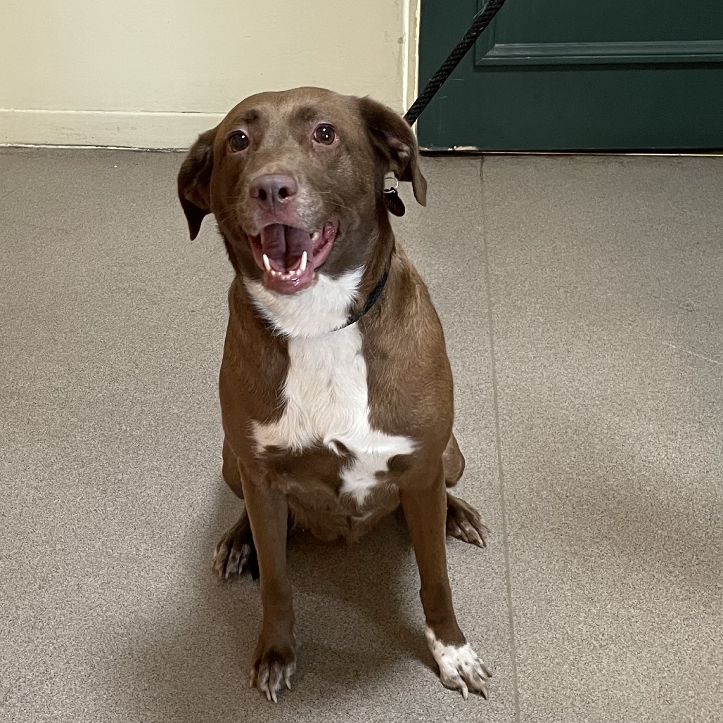 Shelter Stray Female Dog last seen , 361 S Raymond Ave, Pasadena, CA 91105, USA