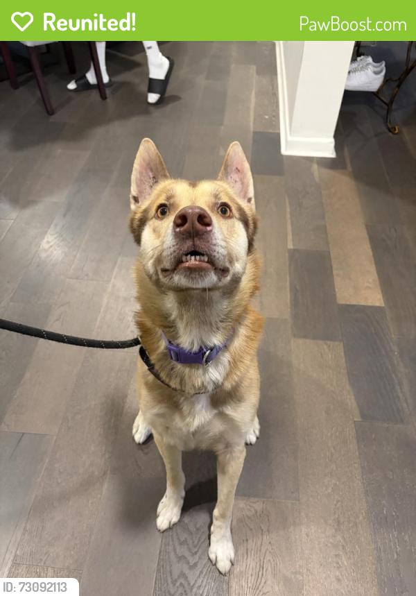 Reunited Male Dog last seen Near Palm Ave, Lynwood, CA 90262, USA, Lynwood, CA 90262