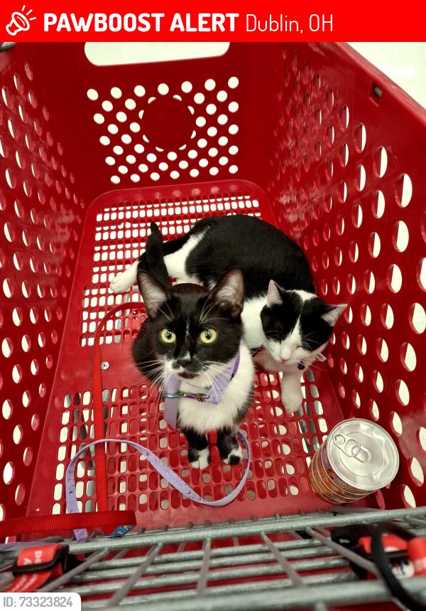 Lost Female Cat last seen Banker Dr, Dublin, OH 43016