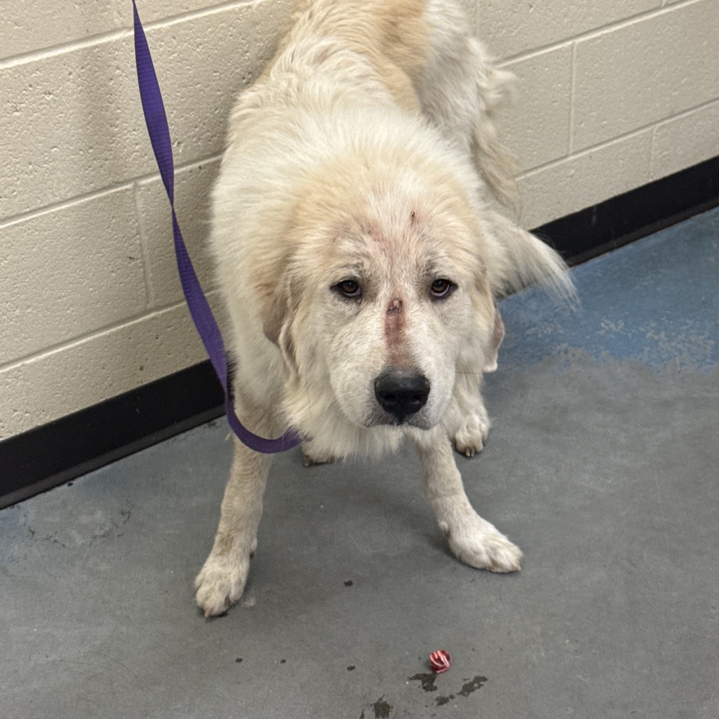 Shelter Stray Female Dog last seen , 2350 Appling City Cove, Memphis, TN 38133, USA