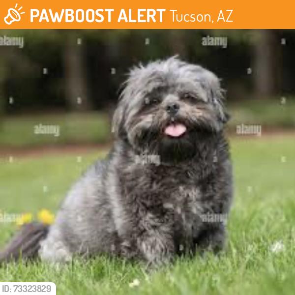 Found/Stray Unknown Dog last seen Exit 258, Tucson, AZ 85713