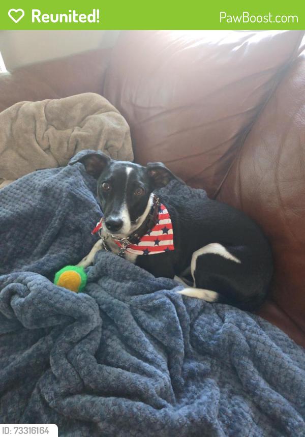 Reunited Male Dog last seen Front St and market st, San Diego, CA 92101