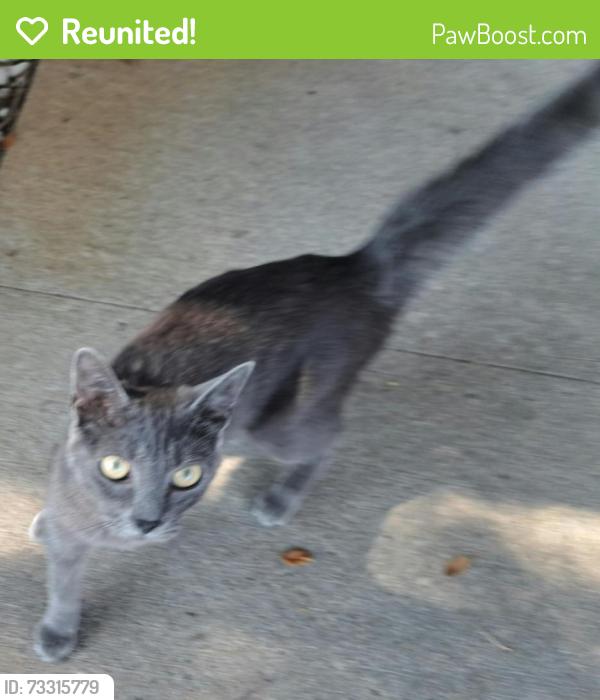 Reunited Unknown Cat last seen Allencrest and Crest Terrace Dr., Corpus Christi, TX 78415