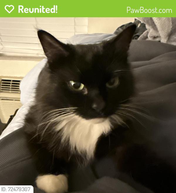 Reunited Female Cat last seen Near E McDowell Rd, Phoenix, AZ 85008, Phoenix, AZ 85008
